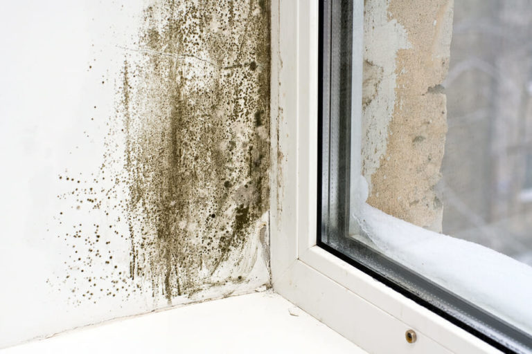 Mold-on-Windowsill