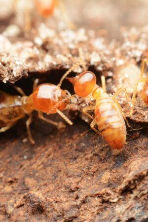 The importance of keeping your home termite free