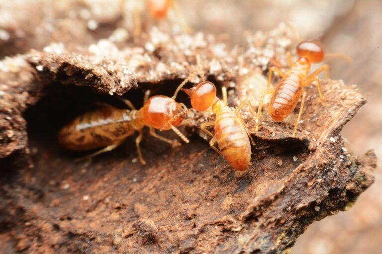 The importance of keeping your home termite free