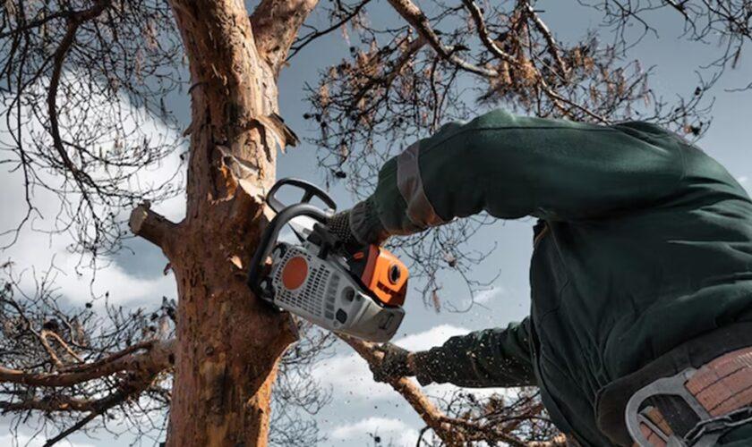 professional tree removal