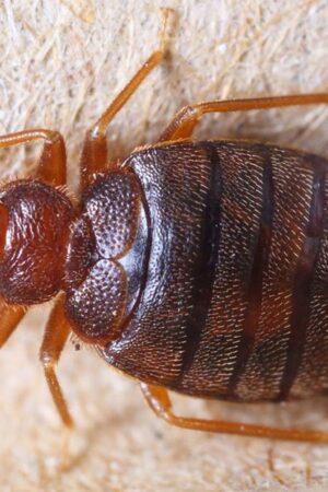 Treating Bed Bug