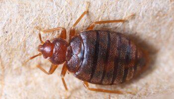 Treating Bed Bug