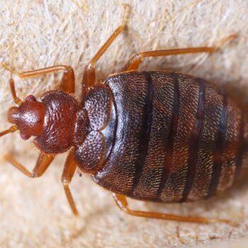 Treating Bed Bug