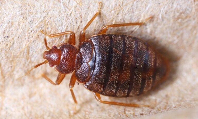 Treating Bed Bug