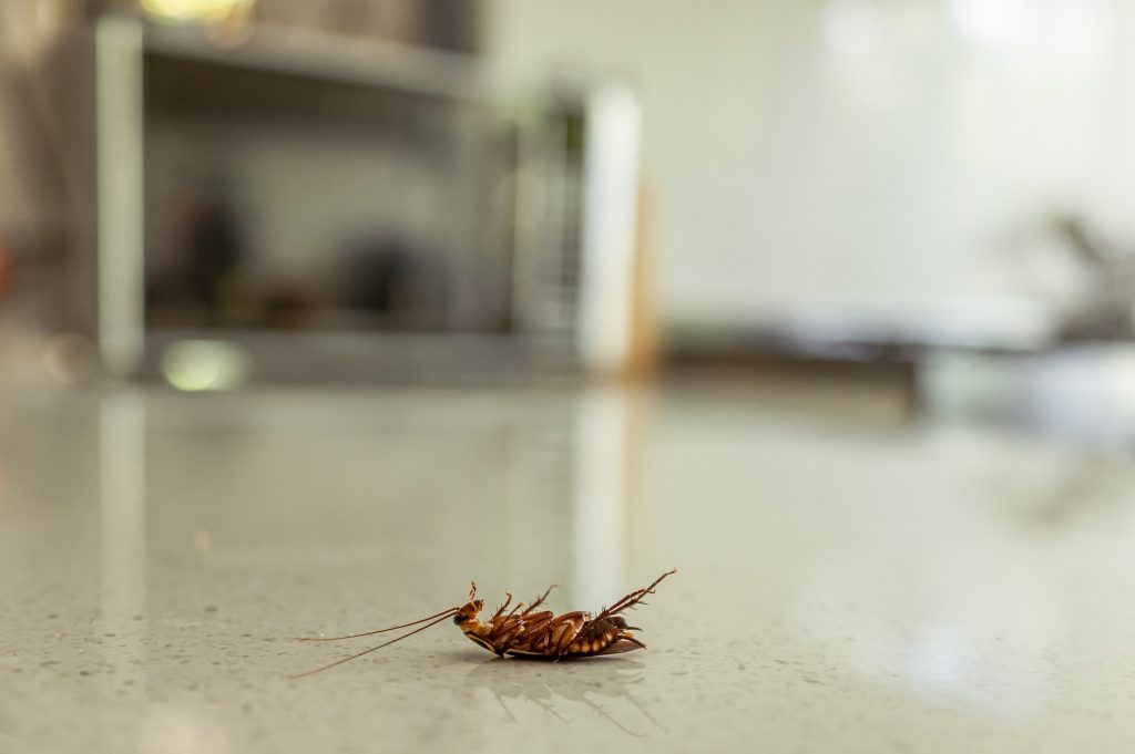 Dead cockroach on a kitchen bench after pest control.  Pest extermination