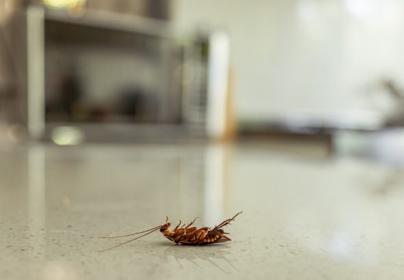 Dead cockroach on a kitchen bench after pest control.  Pest extermination