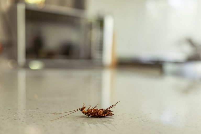 Dead cockroach on a kitchen bench after pest control.  Pest extermination
